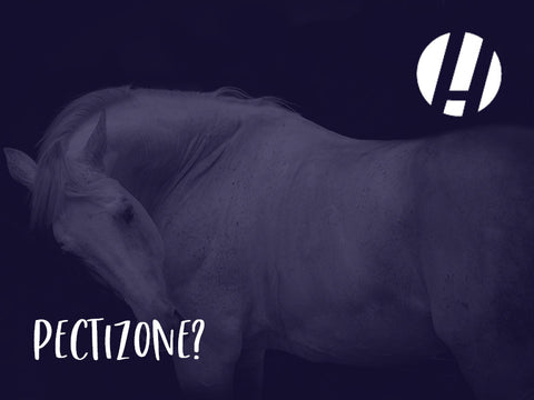 BozMerix: How Curcumin and Boswellia support horses’ anti-inflammatory systems