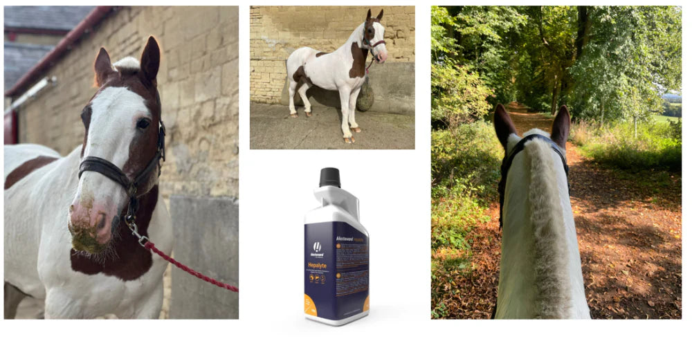 Hepalyte Ein Wundertonikum für eine gesunde Leber PJs Geschichte