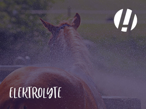 Keeping Your Horse Cool and Comfortable: Essential Care Tips for Hot Weather