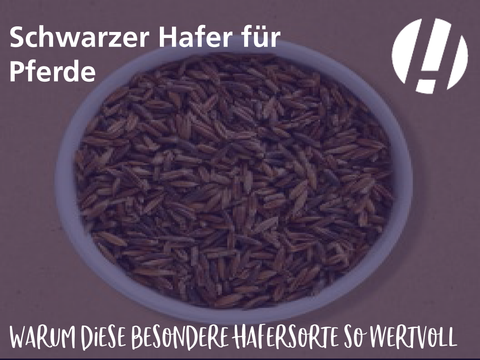 Schwarzer Hafer für Pferde: Warum diese besondere Hafersorte so wertvoll ist