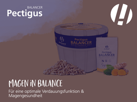 Pectigus Balancer: Häufige Fragen & Antworten