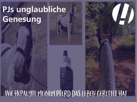 PJs unglaubliche Genesung, wie Hepalyte meinem Pferd das Leben gerettet hat