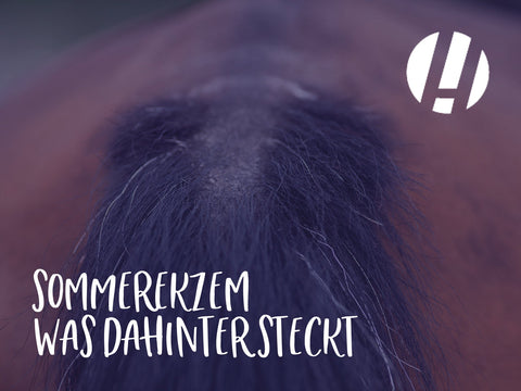 Sommerekzem beim Pferd: Was wirklich dahintersteckt – und wie du dein Pferd sinnvoll unterstützen kannst