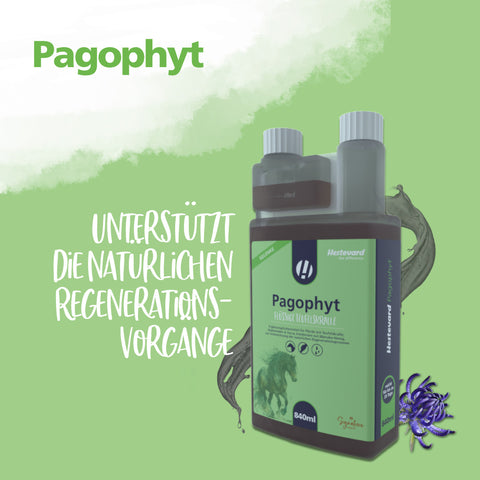 Pagophyt