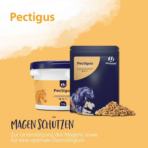 Pectigus